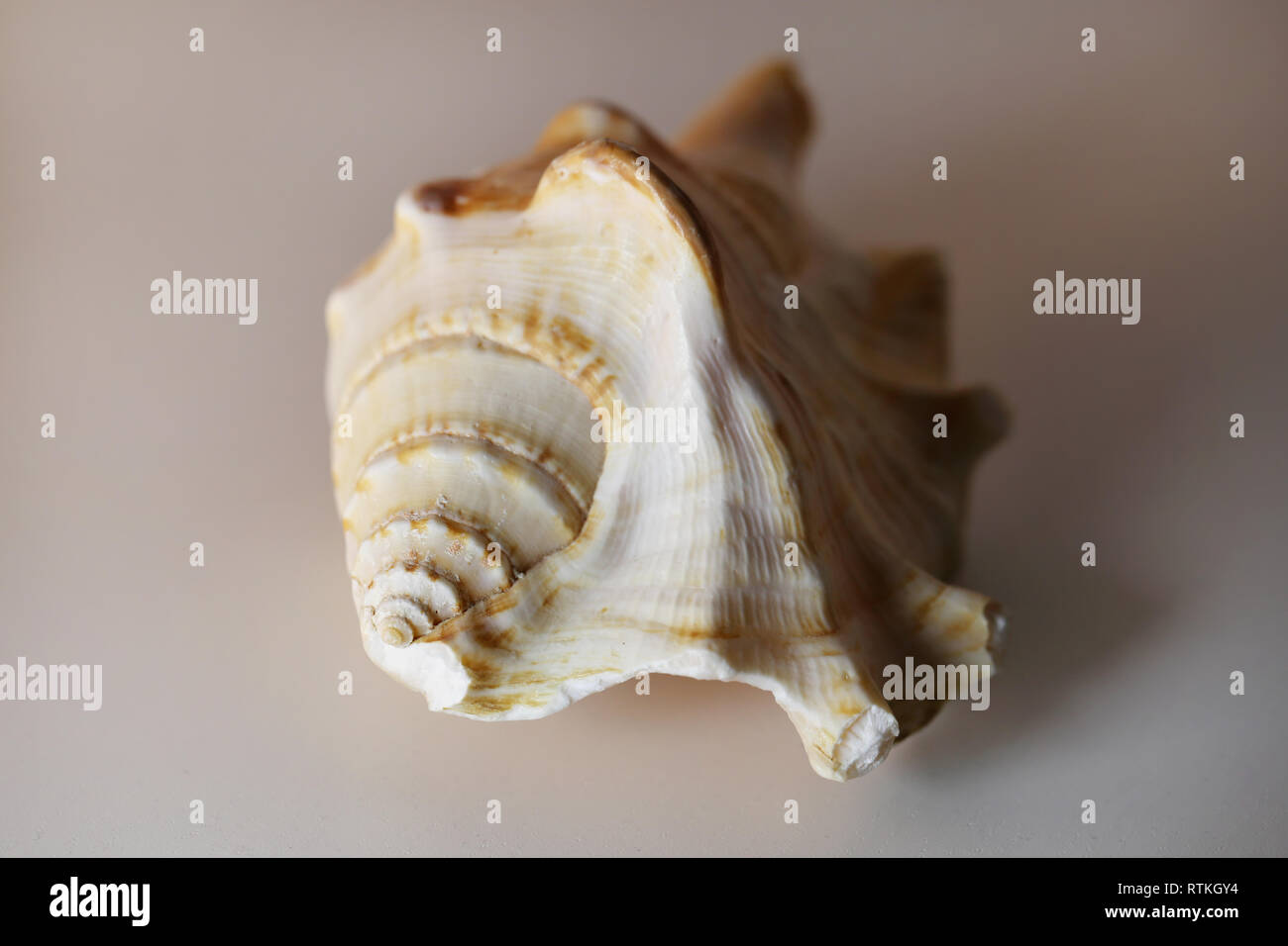 Still life photo of a beautiful white & brown sea mollusk shell on a white table. Lovely souvenir from a vacation by the sea. Macro image with colors. Stock Photo