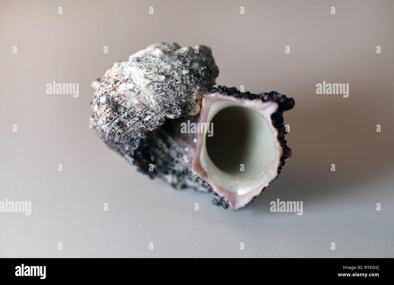 Grey shell hi-res stock photography and images - Alamy