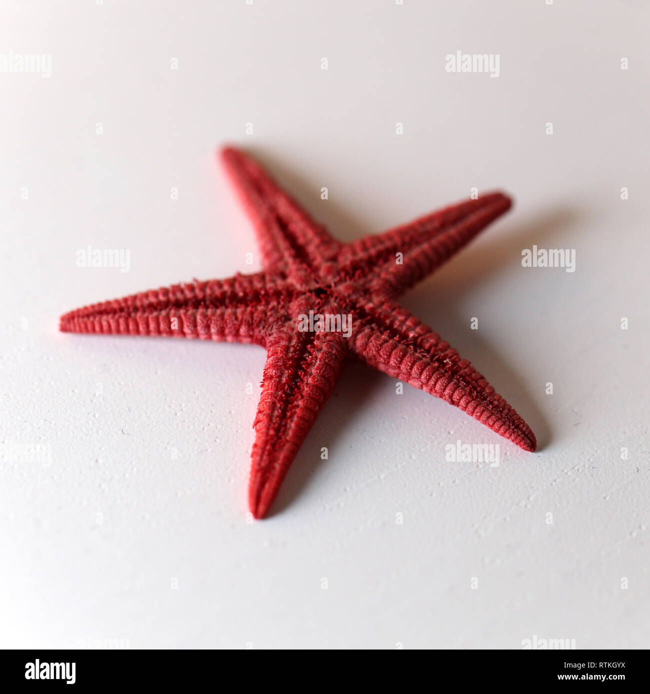 Still life photo of a beautiful red starfish on a white table. Lovely souvenir from a vacation by the sea. Macro image with colors. Stock Photo