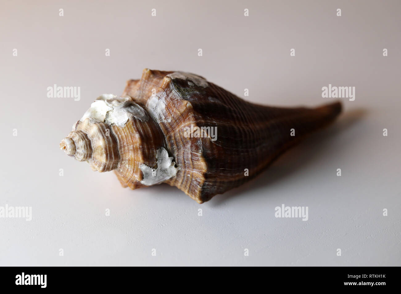 Still life photo of a beautiful white & brown sea mollusk shell on a white table. Lovely souvenir from a vacation by the sea. Macro image with colors. Stock Photo