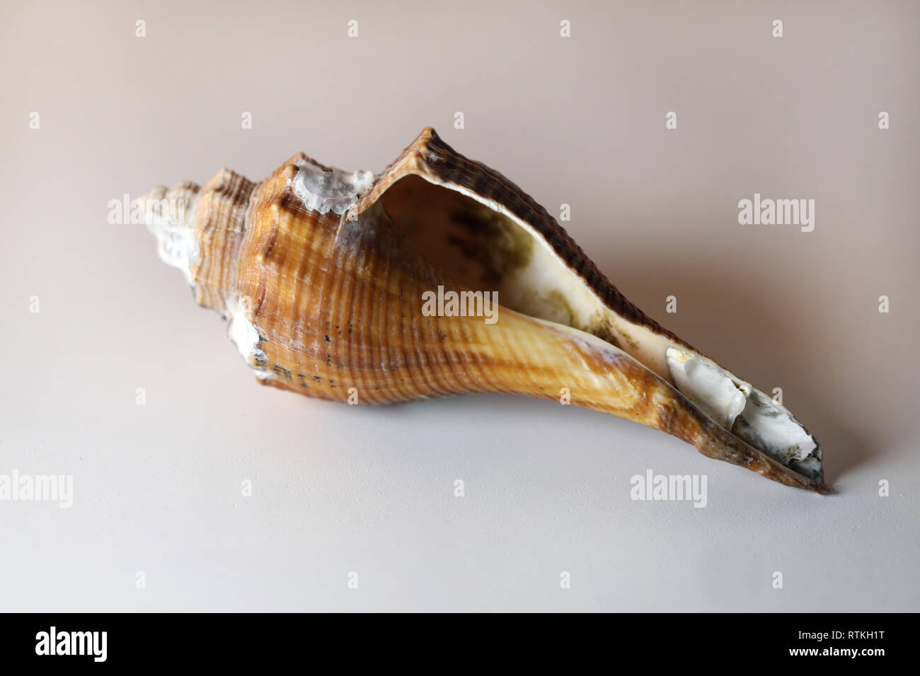 Still life photo of a beautiful white & brown sea mollusk shell on a white table. Lovely souvenir from a vacation by the sea. Macro image with colors. Stock Photo