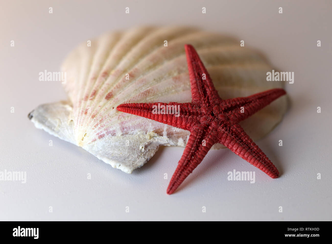 Sea star seashell hi-res stock photography and images - Alamy