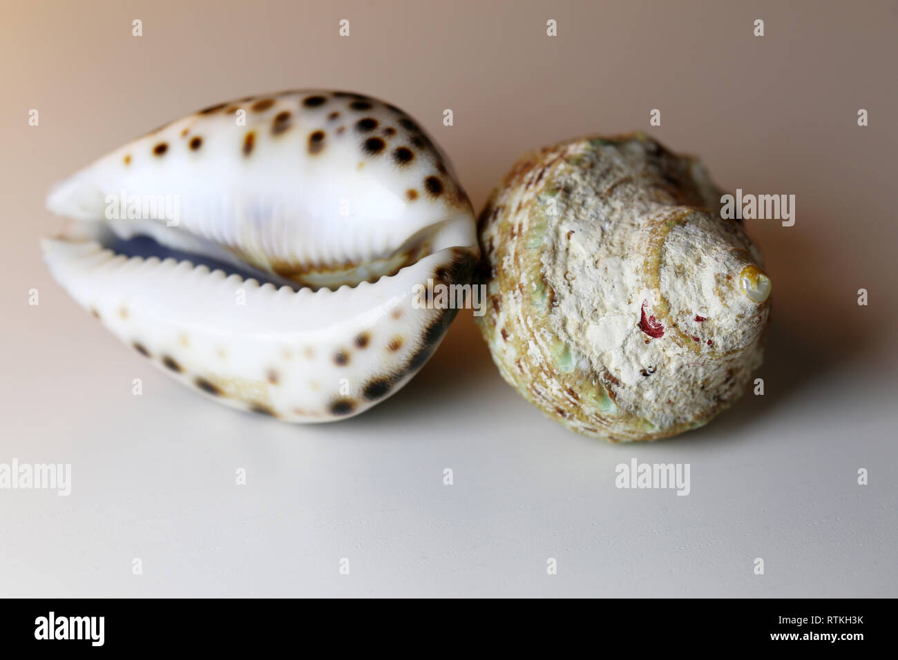 Cowry Shells Stock Photos & Cowry Shells Stock Images - Alamy