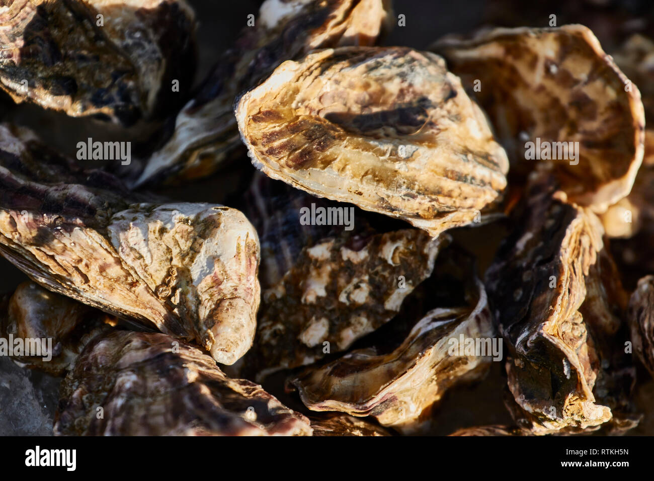 Fresh English oysters for sale on stall in Kent seaside town, England