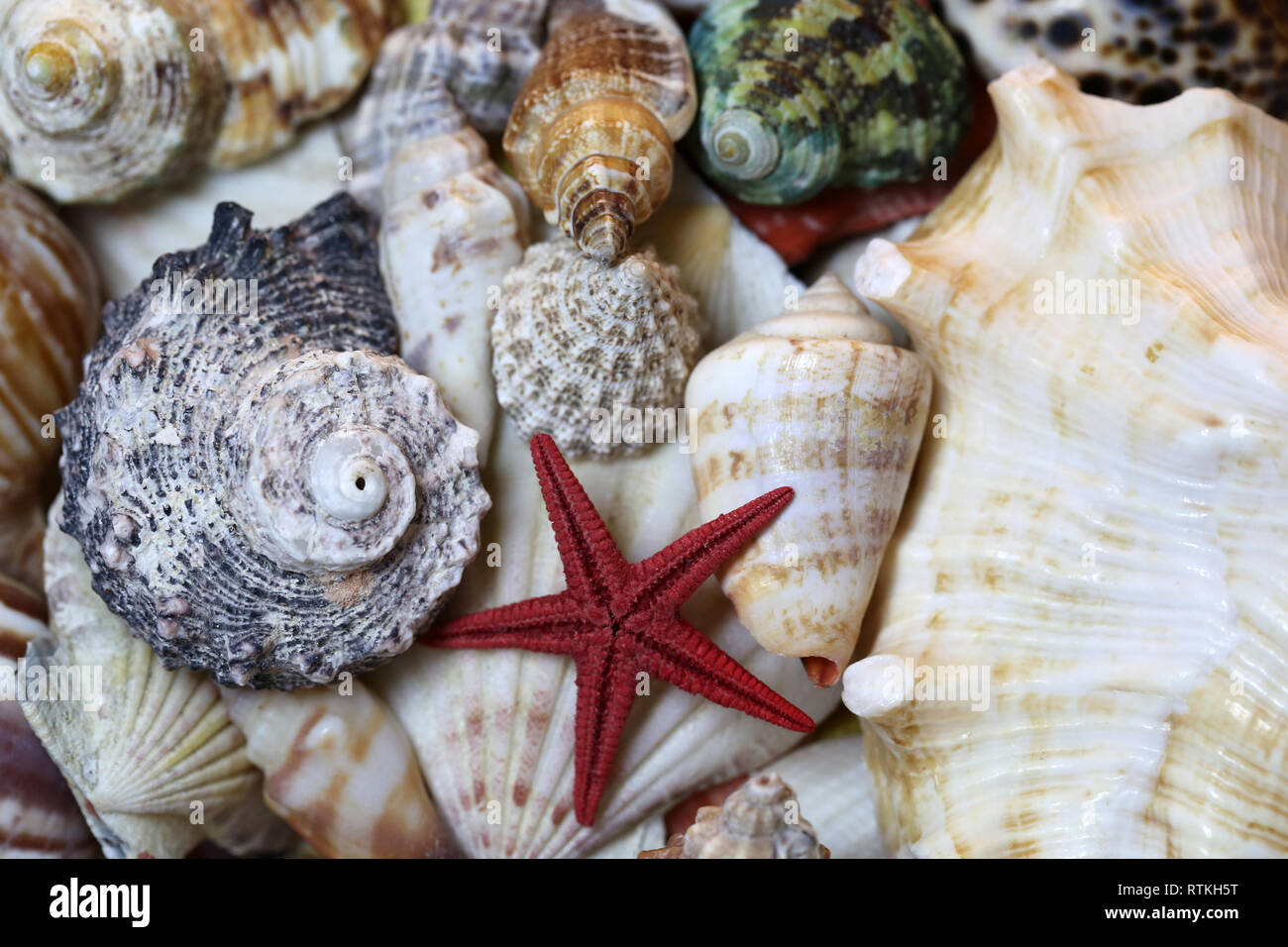 Still life photo of beautiful colorful mixed seashells. Lovely