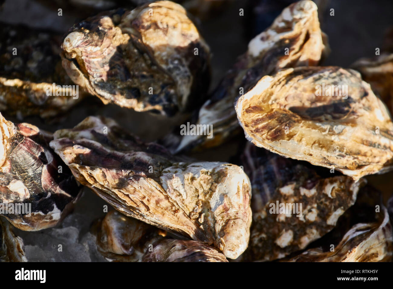 Fresh English oysters for sale on stall in Kent seaside town, England, United Kingdom, Europe