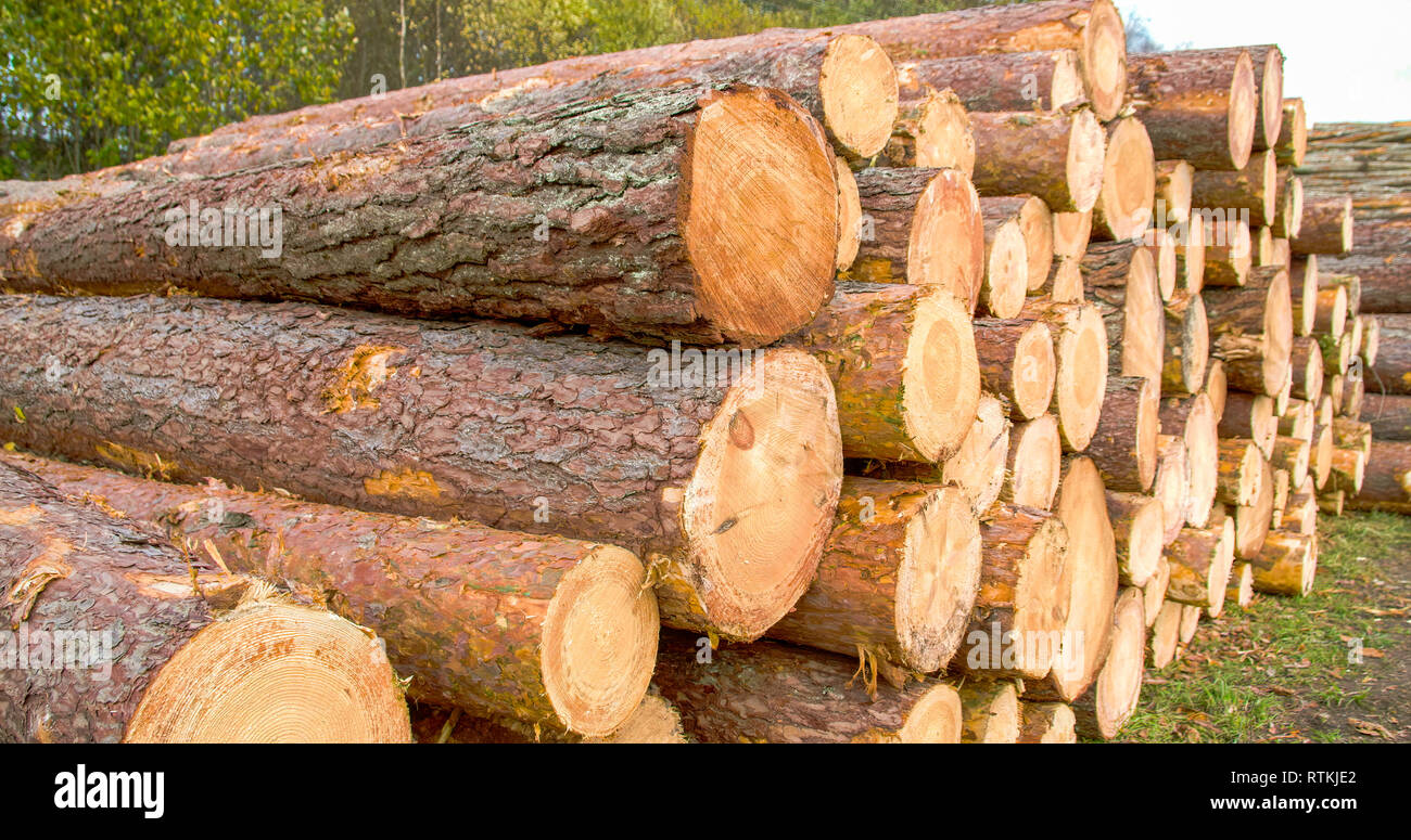 Heaps of logs from the cut spruce trees or pine trees. A spruce is a tree of the genus Picea  a genus of about 35 species of coniferous evergreen tree Stock Photo