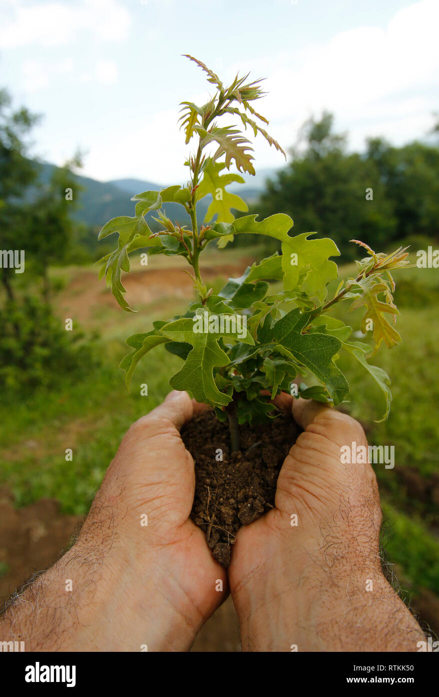 Little tree among human hands Stock Photo