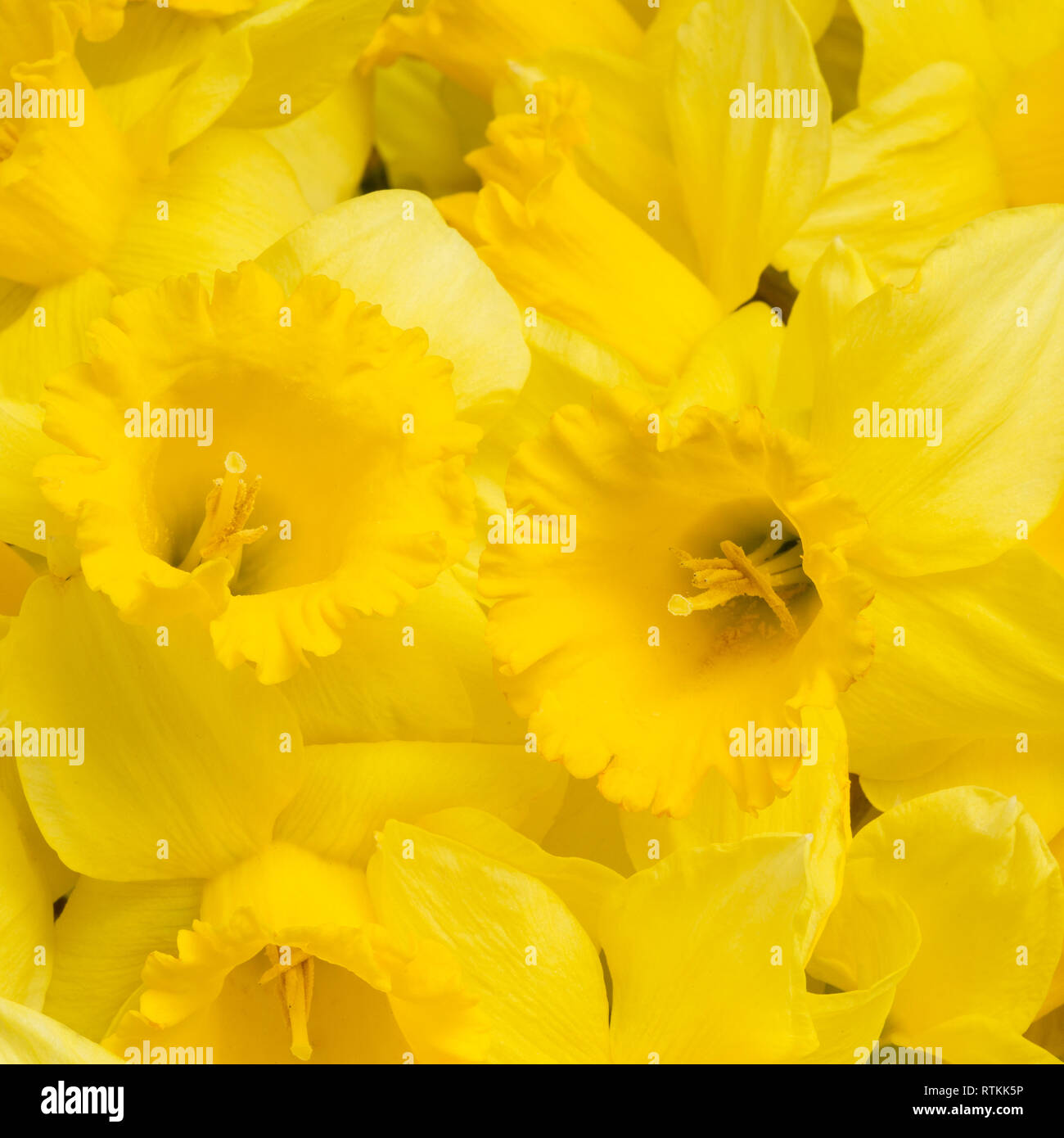 Yellow spring narcissus close up Stock Photo