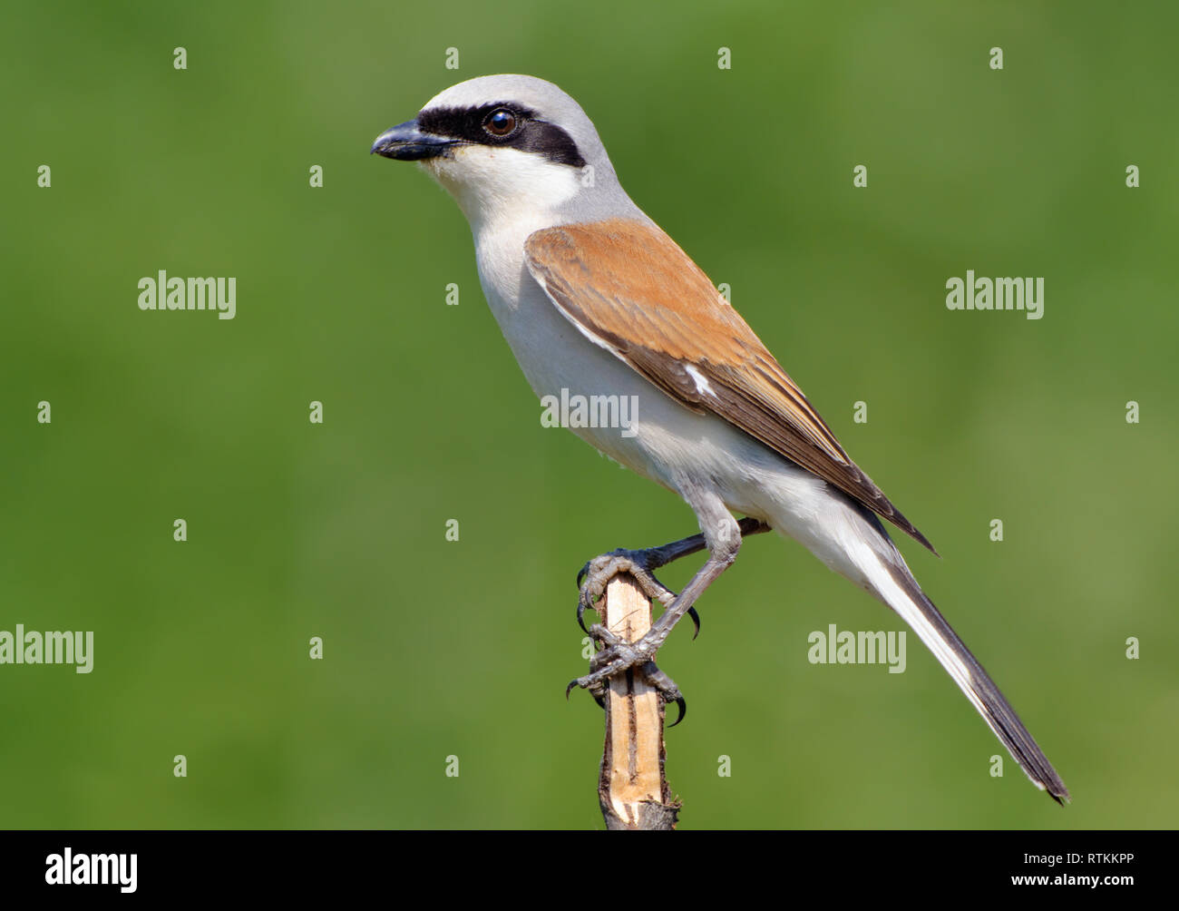 Male Red-backed shrike posing at the very top of a stick Stock Photo