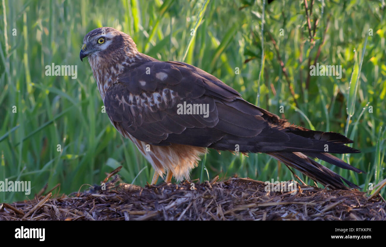 Montagu’s harrier female side view on hay Stock Photo