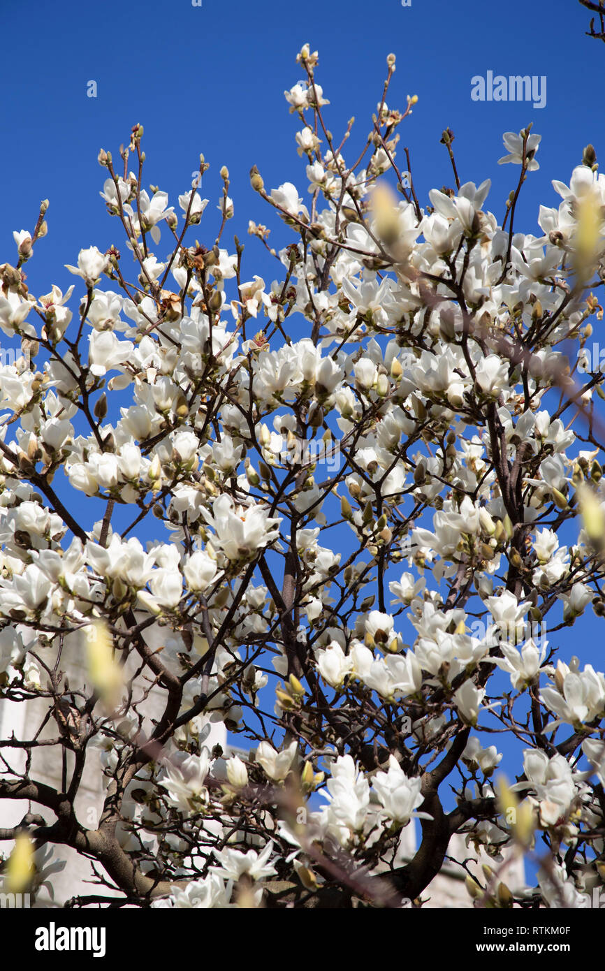 Spring blossom in London, against blue sky. Seasonal weather. Stock Photo