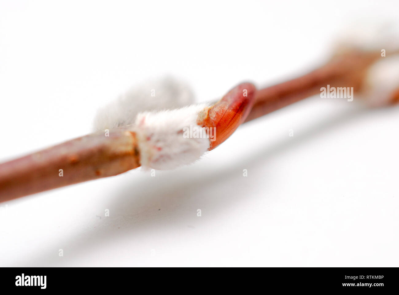 Willow branch with catkins, spring background with willow buds. macro Stock Photo