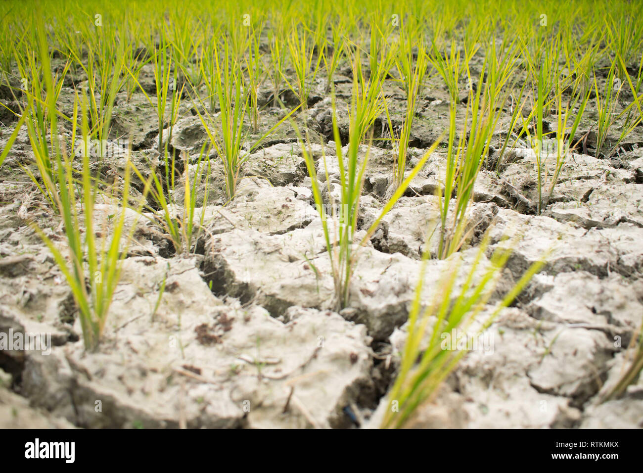 Rice planted on a waterless dried soil Stock Photo - Alamy, image size:1300x956