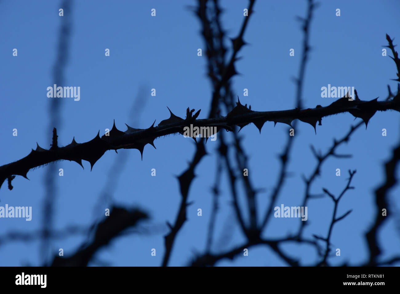 branches with sharp thorns with overexpose effect in front of high