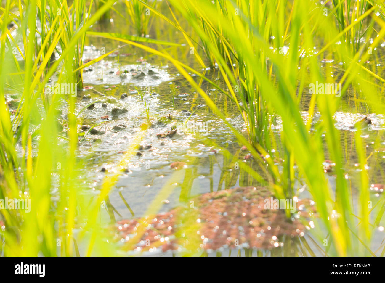 Plants nature planting grain hi-res stock photography and images - Alamy