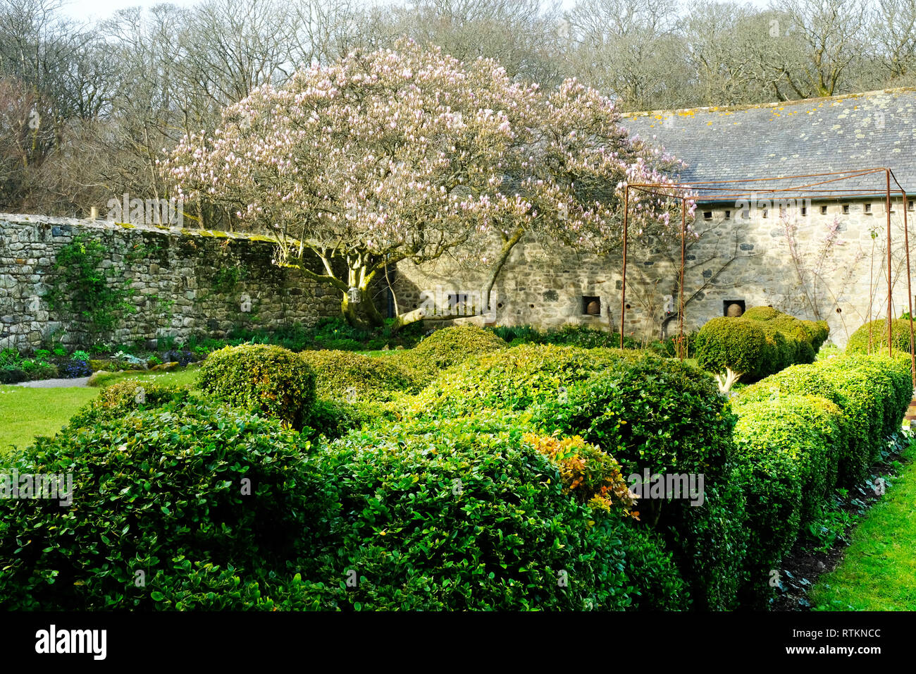 Box hedging showing the first signs of box blight with a flowering magnolia in the background - John Gollop Stock Photo