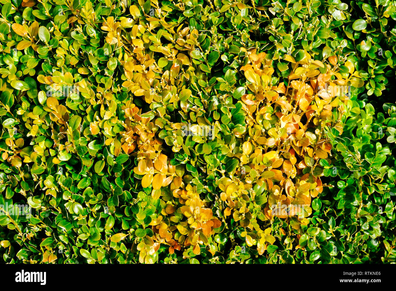 Close-up of box hedging showing the first signs of blight - John Gollop Stock Photo