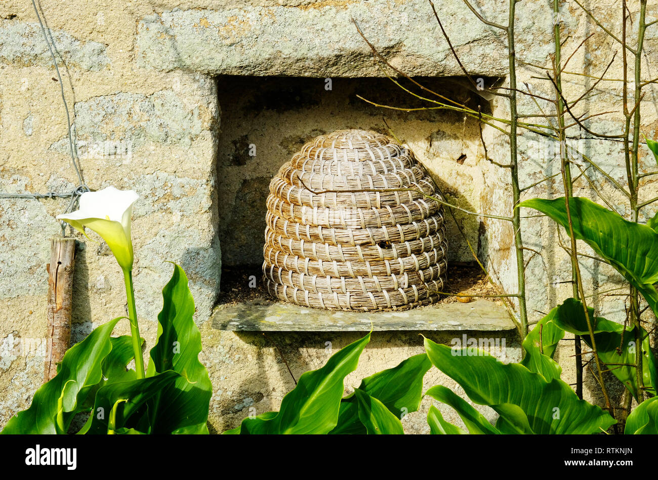 A traditional beehive or skep in an English winter country garden - John Gollop Stock Photo