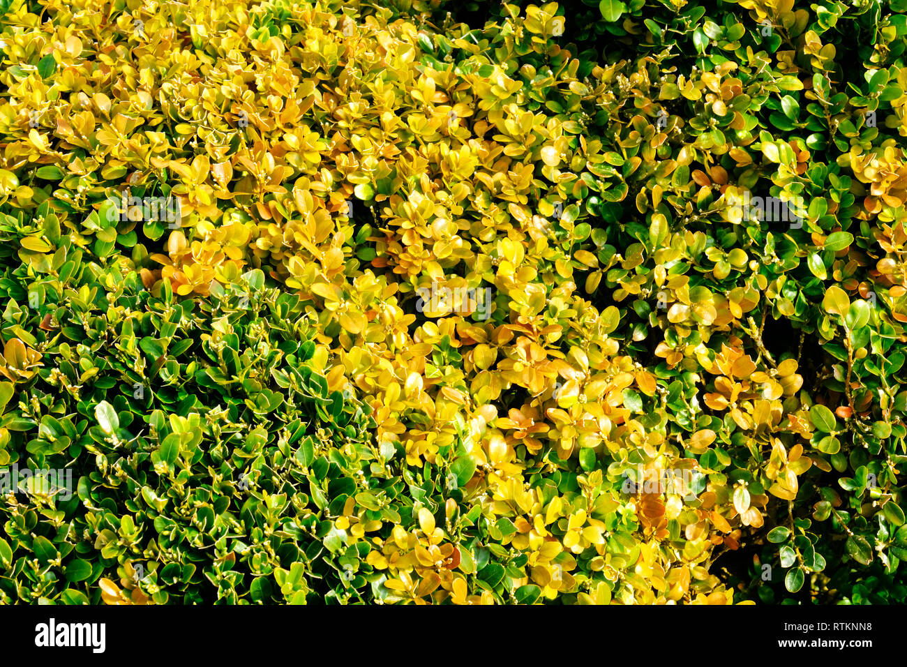 Close-up of box hedging showing the first signs of blight - John Gollop Stock Photo