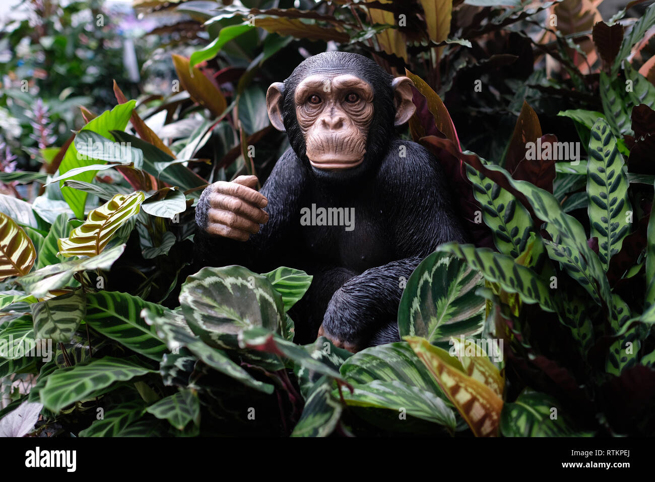 March 2019 - Realistic looking plastic chimpanzee in a store display Stock Photo