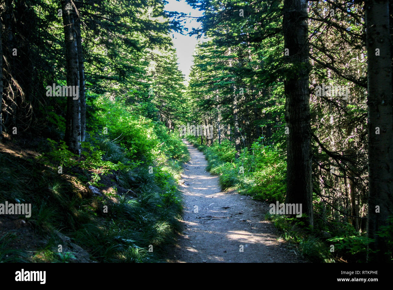 Snyder Lake trail in Glacier National Park Stock Photo Alamy