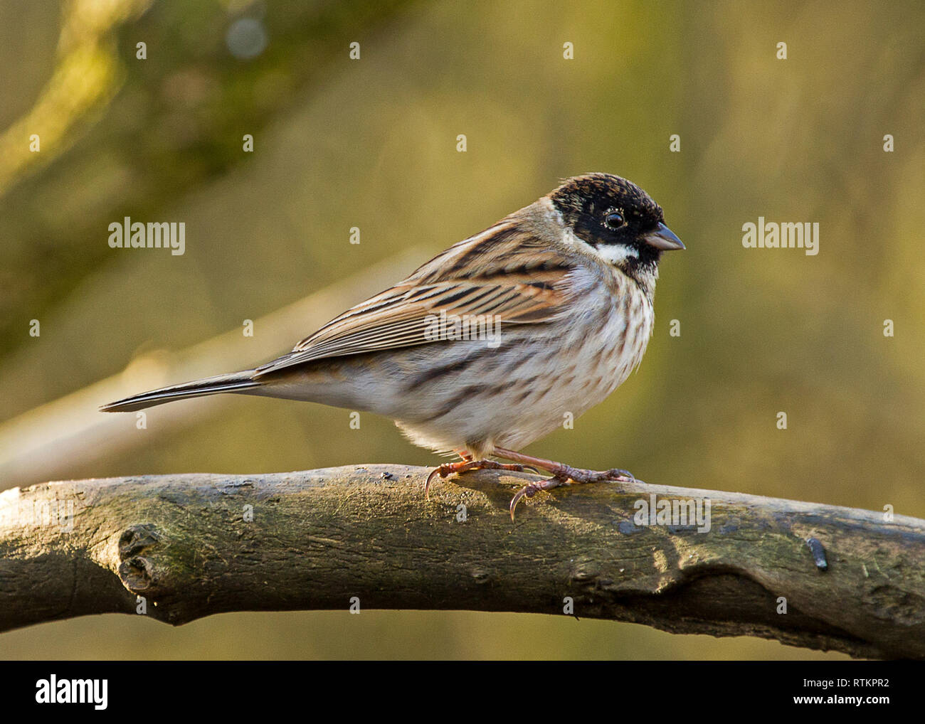 Reed Bunting perched in local woodlands Stock Photo
