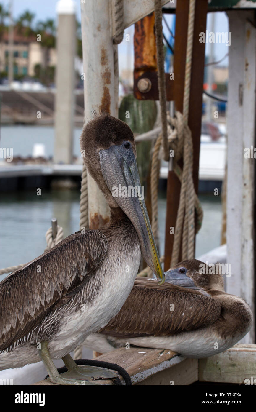 Gulf of mexico coastal birds hi-res stock photography and images - Alamy