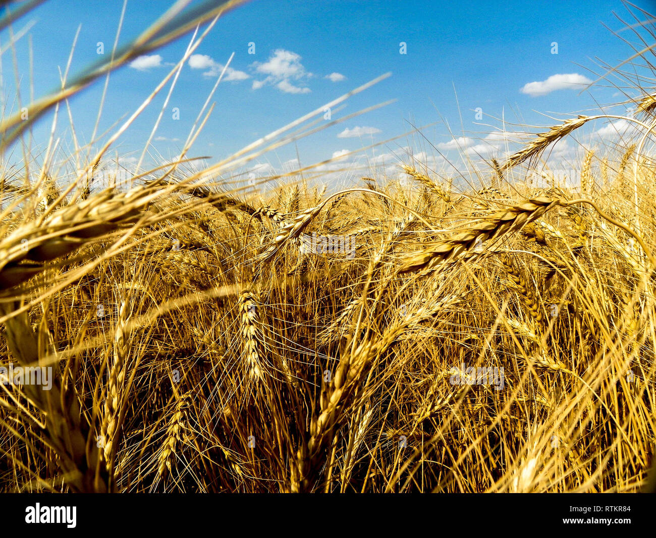 Montana wheat hires stock photography and images Alamy