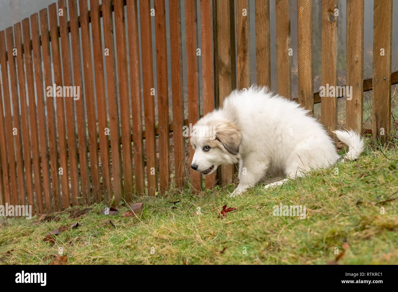 Issaquah, Washington, USA. Ten week old Great Pyrenees puppy sitting by