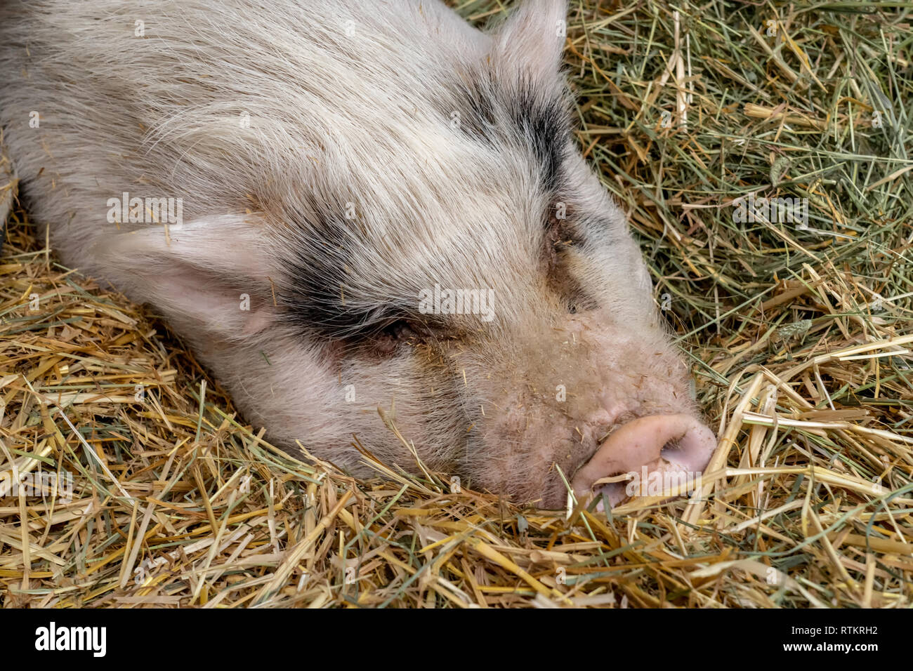 Issaquah, Washington, USA.  Portrait of a Pink Pot-bellied pig partially covered in straw taking a rest.  (PR) Stock Photo