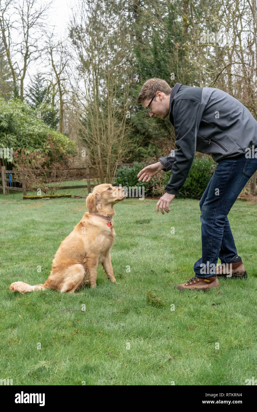 Issaquah, Washington, USA.  Owner placing a dog biscuit on a nine month old Golden Retriever's nose to demonstrate a trick of balancing it first befor Stock Photo