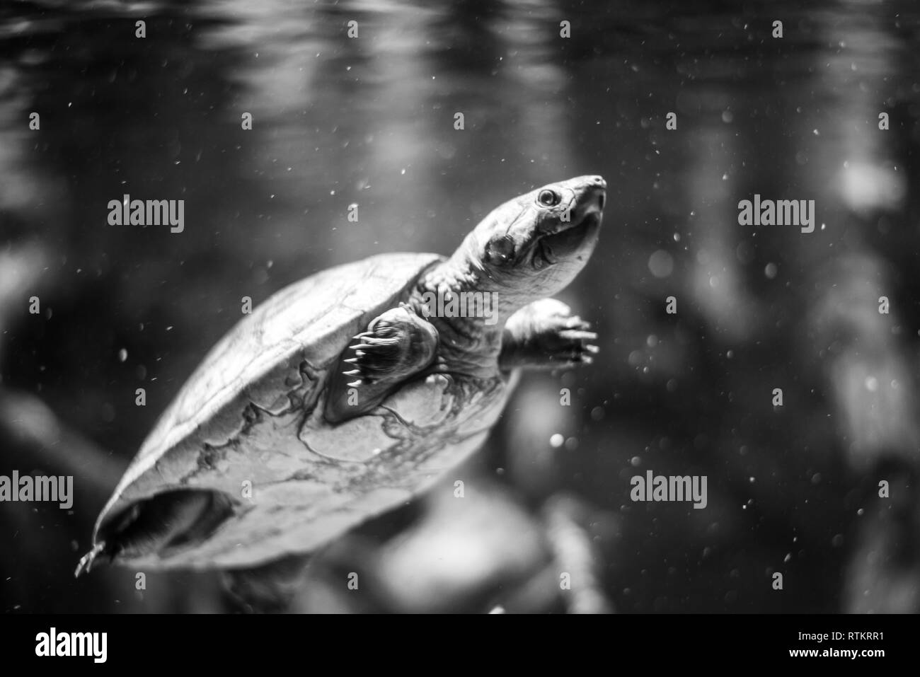 Arrau turtle (Podocnemis expansa)  can be found in South America Stock Photo