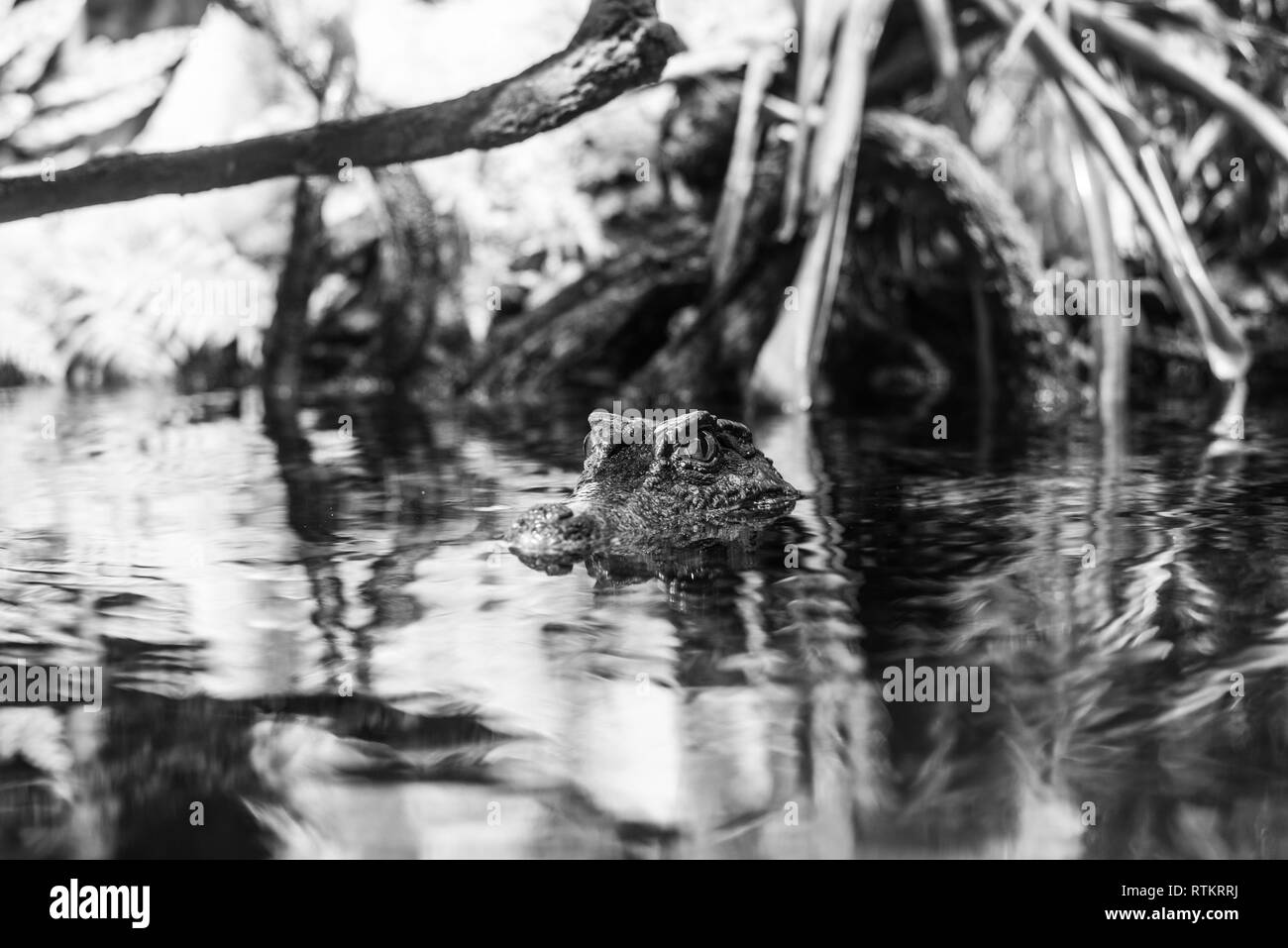 Smooth fronted caiman (Paleosuchus trigonatus) is the second smallest caiman Stock Photo