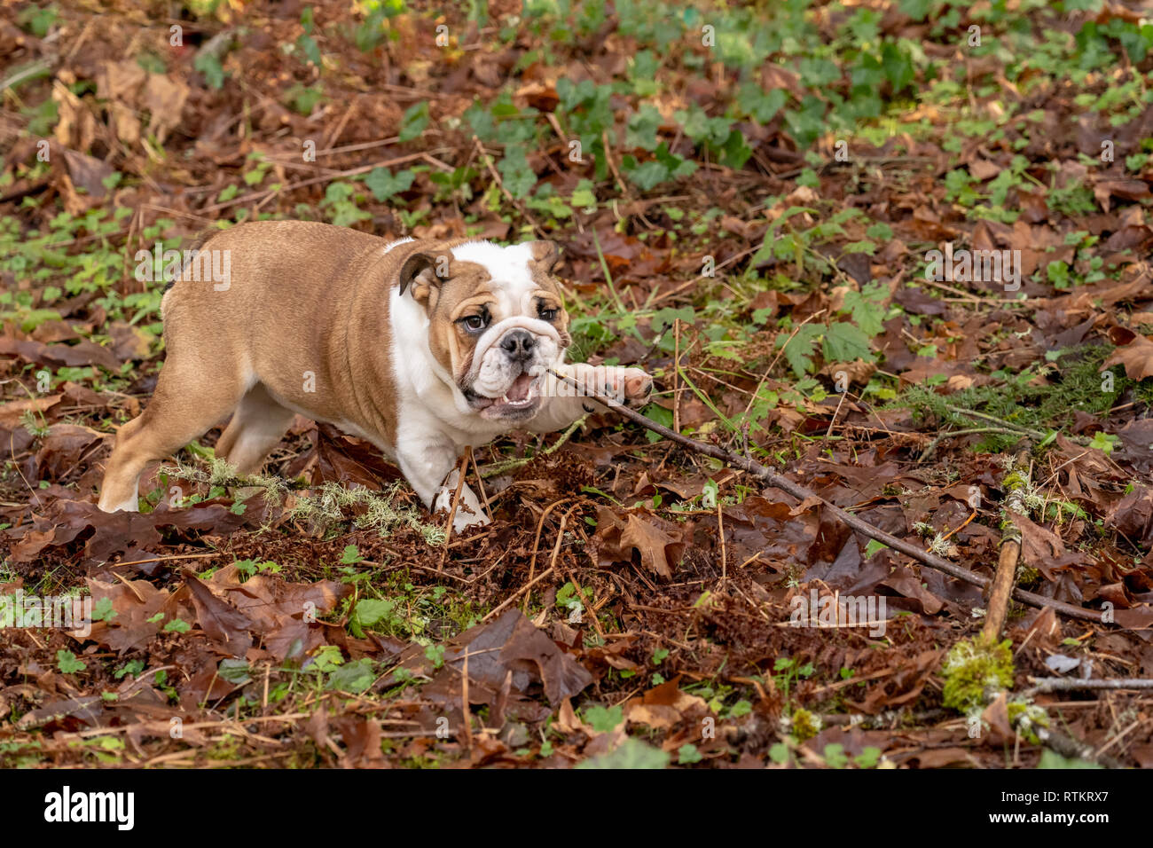 Issaquah, Washington, USA.  Six month old English Bulldog 'Petunia' chewing on a stick in her wooded yard.  (PR) Stock Photo