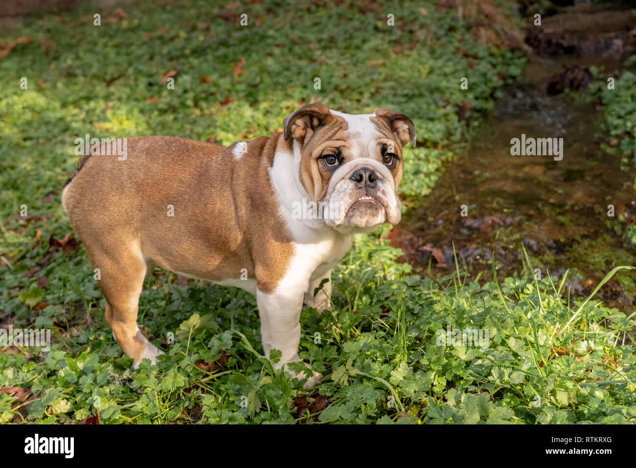 small british bulldog