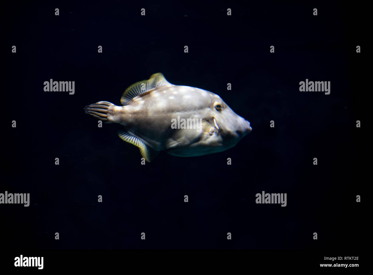 White spotted filefish (Cantherhines macrocerus) swimming in the dark Stock Photo
