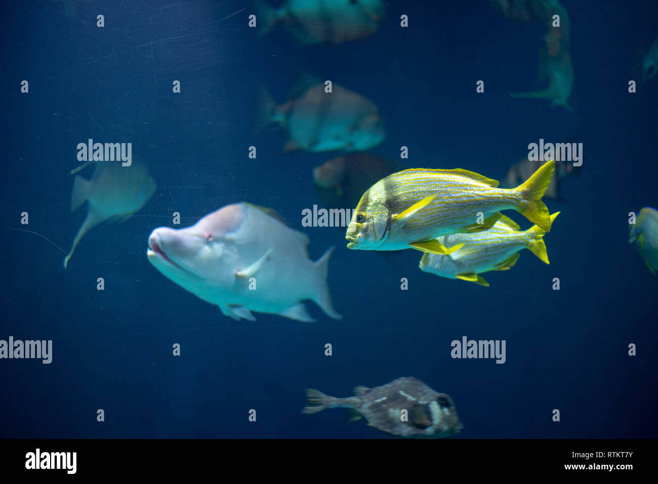 Porkfish (Anisotremus virginicus) in school with other fish Stock Photo