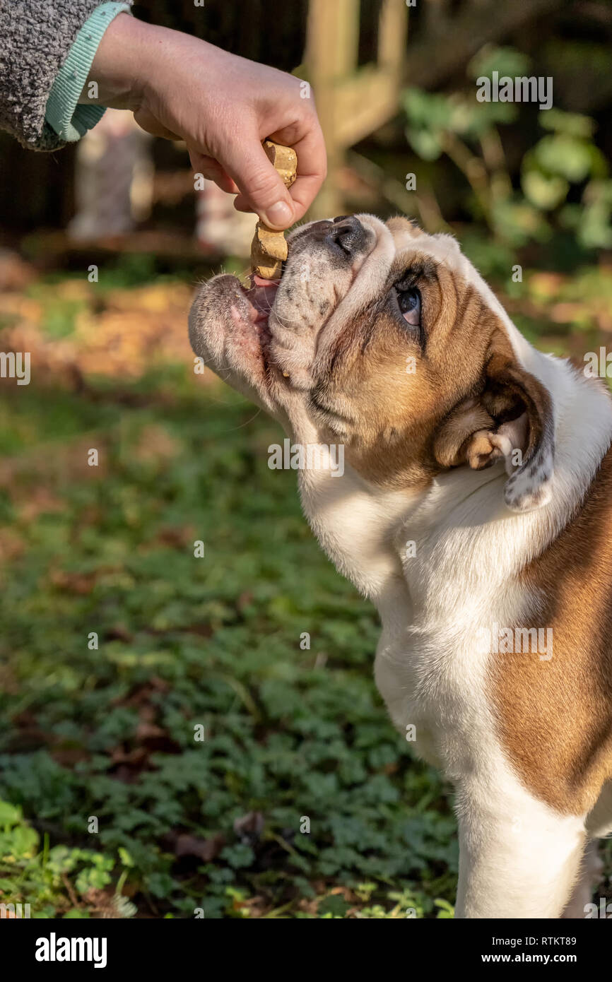 Issaquah, Washington, USA. Woman rewarding her six month old English Bulldog "Petunia" for performing a command. (PR) Stock Photo