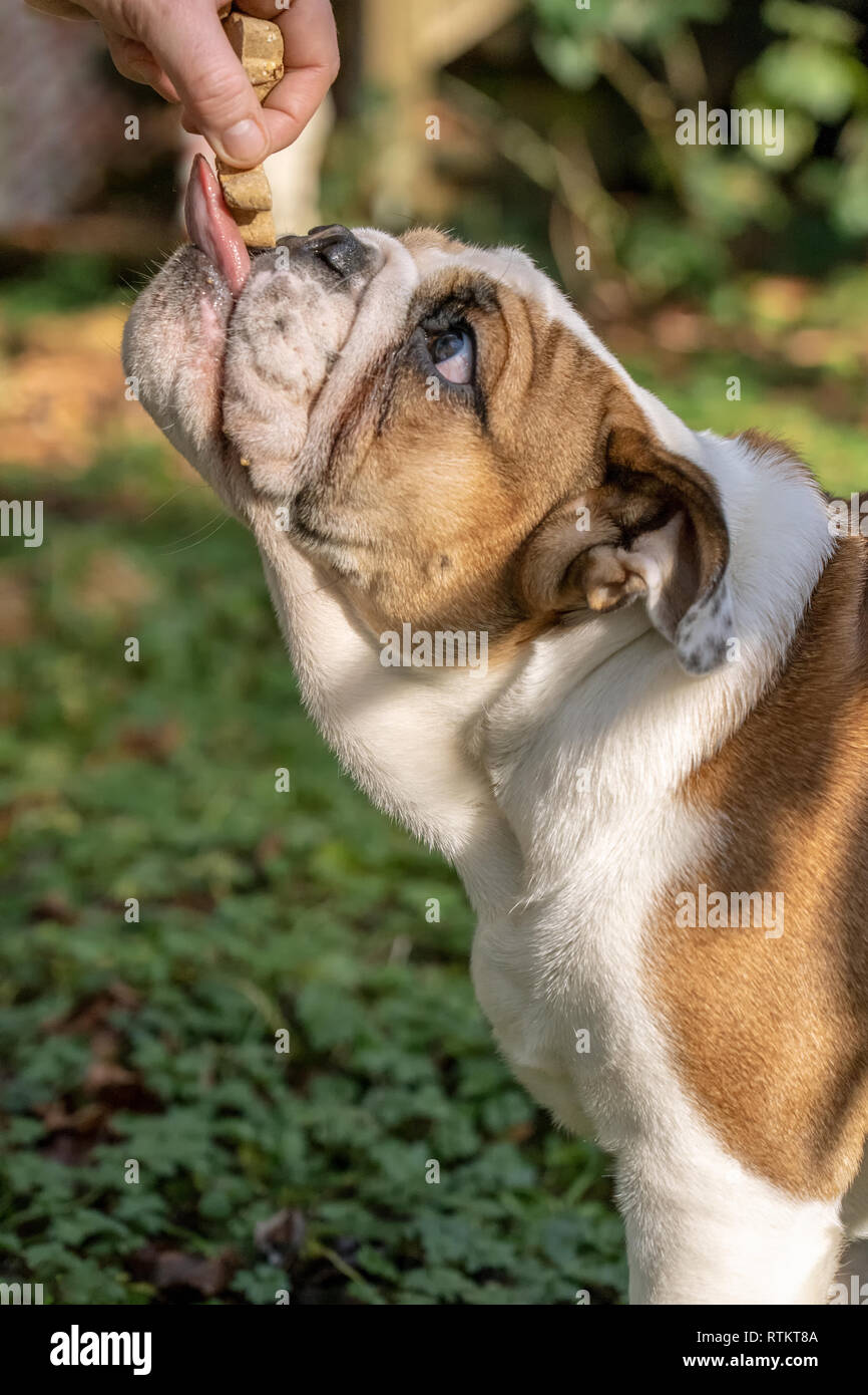Issaquah, Washington, USA. Woman rewarding her six month old English Bulldog "Petunia" for performing a command. (PR) Stock Photo