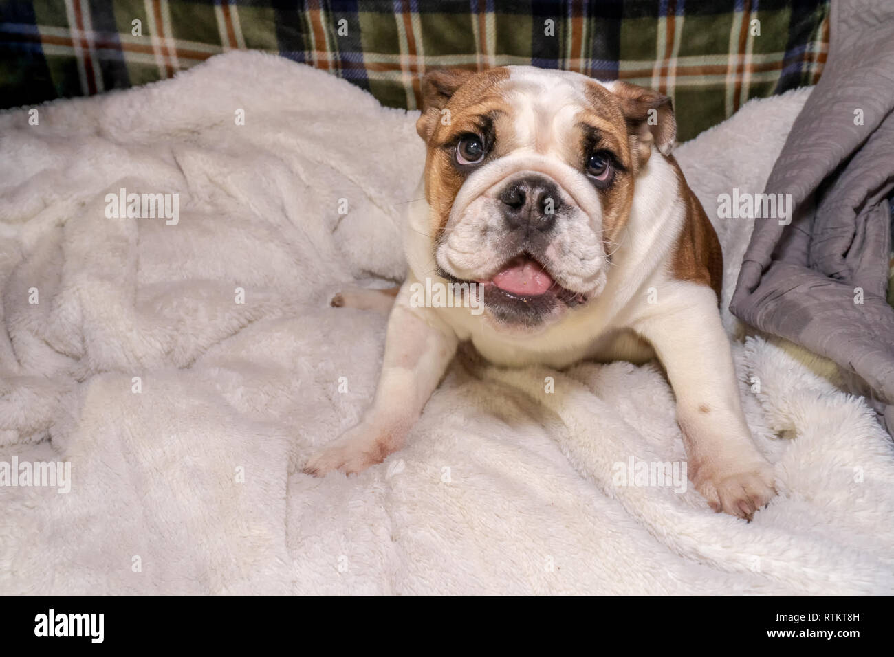 Issaquah, Washington, USA. Six month old English Bulldog "Petunia
