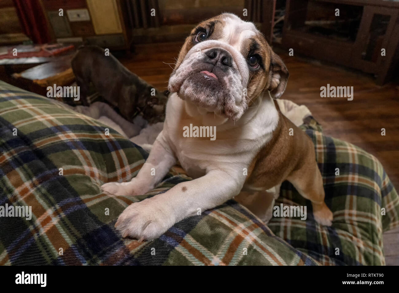 Issaquah, Washington, USA.  Six month old English Bulldog 'Petunia' climbing onto the back of a sofa.  (PR) Stock Photo