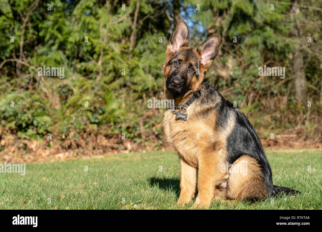 Issaquah, Washington, USA.  Four month old German Shepherd puppy 'Lander' environmental portrait. Stock Photo