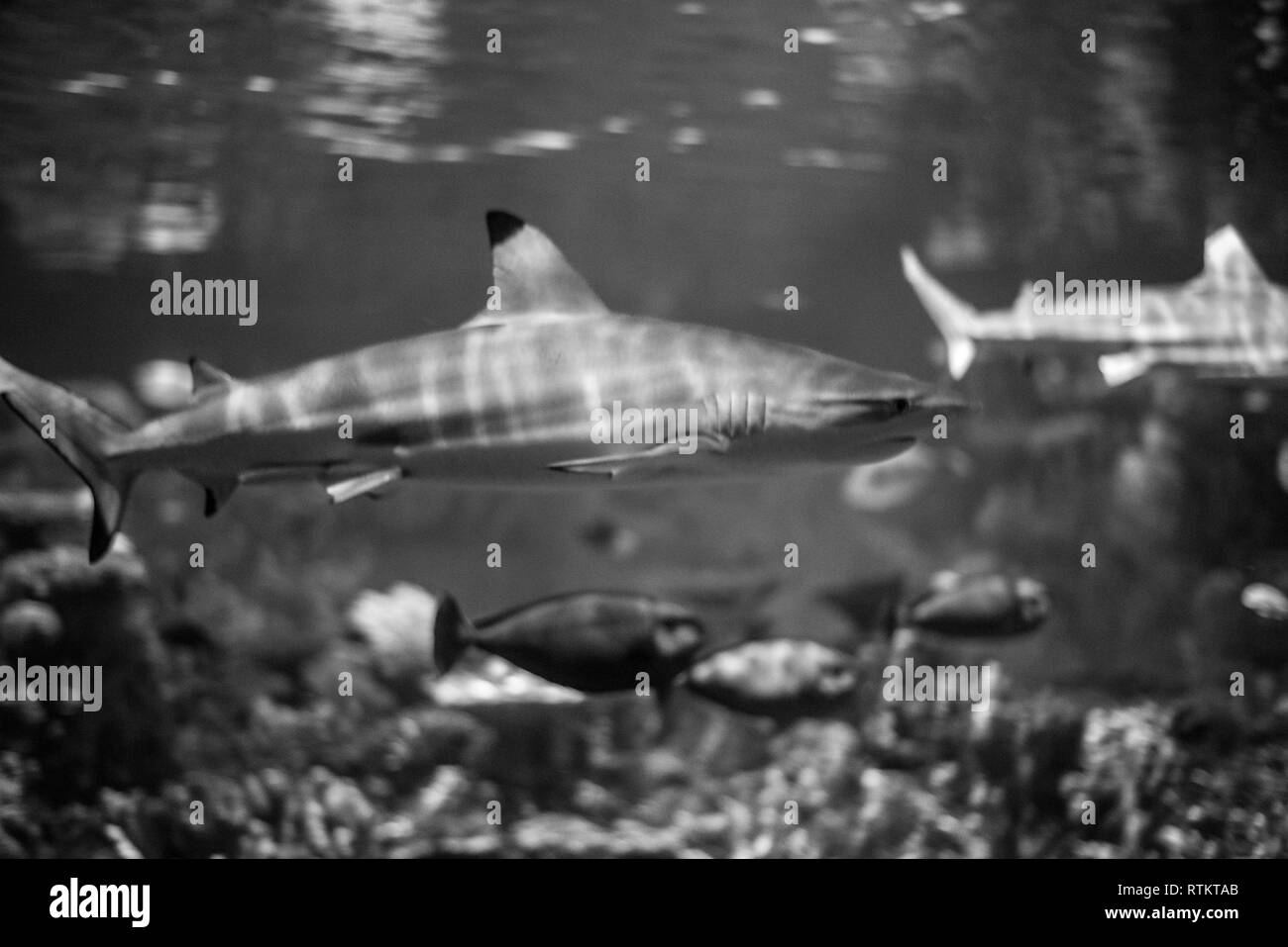 Shark attack of blacktip reef shark Black and White Stock Photos