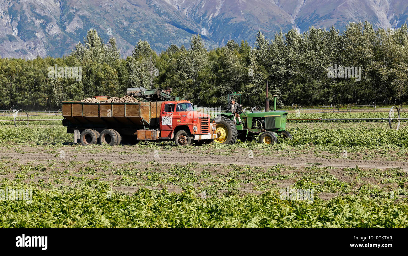John Deere tractor pulling Lockwood potato harvester, depositing ' Shepody' potatoes into truck bed, Alaska Produce. Stock Photo