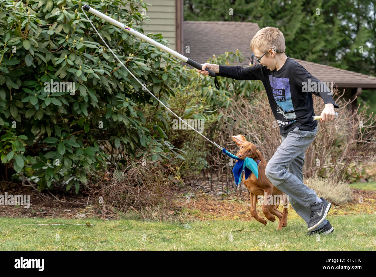 Issaquah, Washington, USA.  Six year old boy running with his five month old Vizsla puppy 'Pepper' who is chasing after a toy on a stick, which is sup Stock Photo