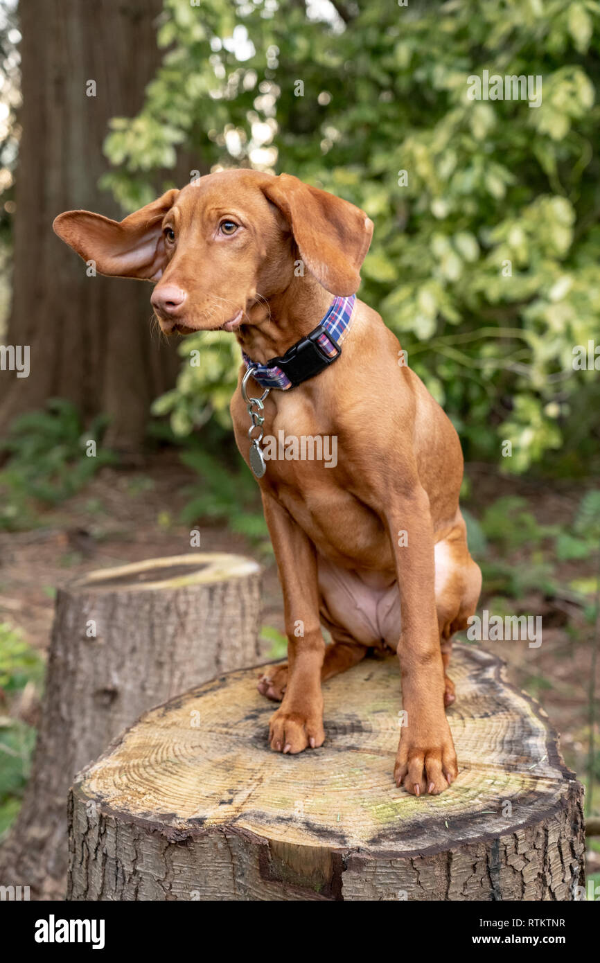 Old vizsla dog portrait hires stock photography and images Alamy