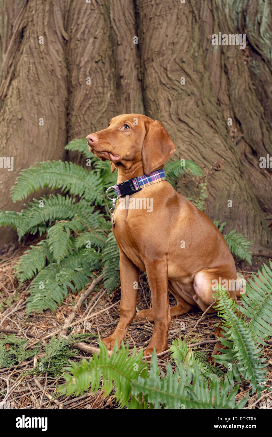 Old vizsla dog portrait hires stock photography and images Alamy