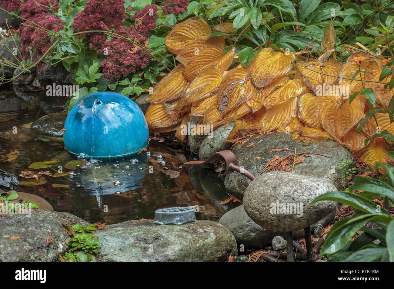 Smooth rocks and dense foliage, including bright orange hostas, surround a tiny garden pond which has a round, blue ceramic water bubbler (autumn). Stock Photo