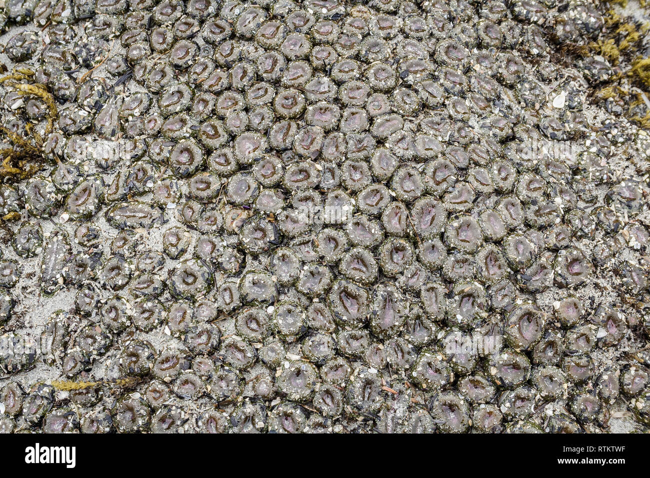 The frame is filled with a colony of closed Aggregating anemones, exposed at low tide on a remote beach on British Columbia's Central Coast. Stock Photo